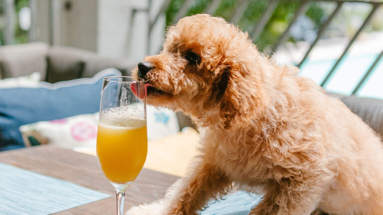 Barks and Bubbles Puppy Brunch